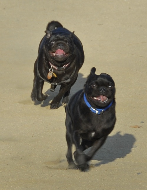 Mountain View Dog Park May 20, 2007