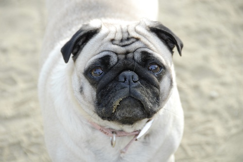 June 3, 2007 Mountain View Dog Park