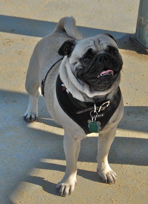 Rio and Sheba return to the Mountain View Dog Park for Fun!