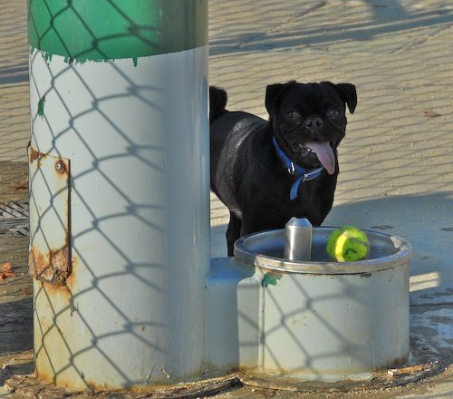 Rio and Sheba return to the Mountain View Dog Park for Fun!