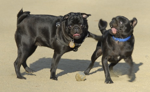 Mountain View Dog Park May 20, 2007