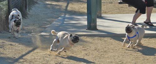 Rio and Sheba at the Mountain View Dog Park - October 21 2007!