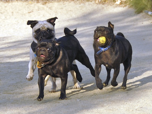 Mountain View Dog Park May 13, 2007