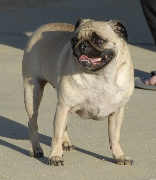 June 17, 2007 Mountain View Dog Park