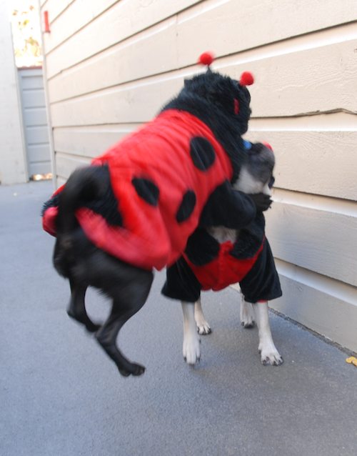 Rio and Sheba Lady Pugs - Happy Halloween - October 31 2007!