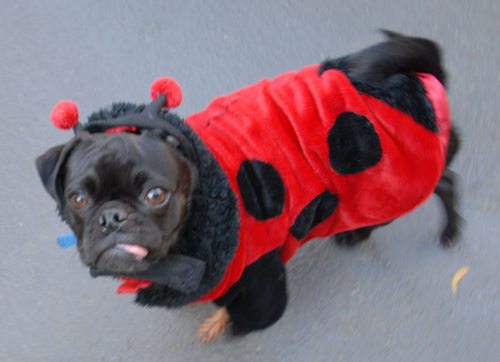 Rio and Sheba Lady Pugs - Happy Halloween - October 31 2007!
