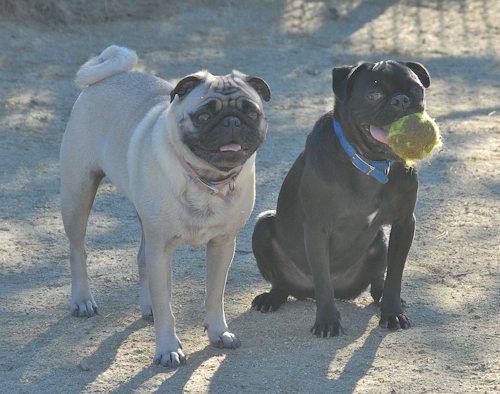 Rio and Sheba at the Mountain View Dog Park - October 21 2007!