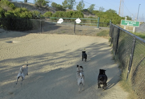 Mountain View Dog Park May 20, 2007