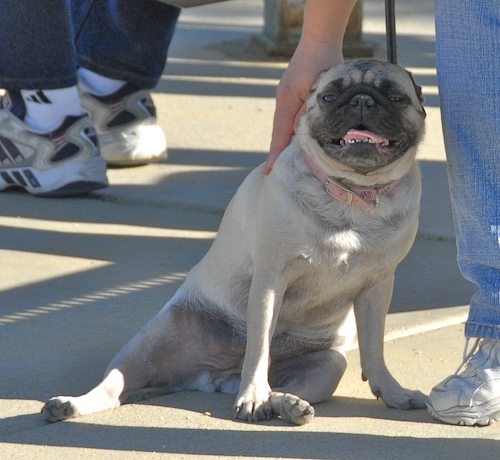 Rio and Sheba at the Mountain View Dog Park - October 21 2007!