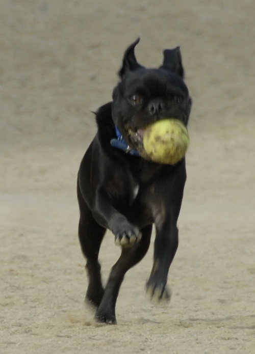 June 3, 2007 Mountain View Dog Park