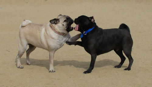 Mountain View Dog Park - April 1, 2007
