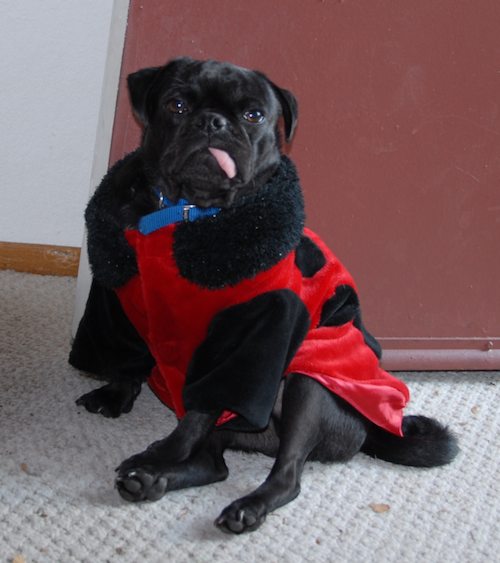 Rio and Sheba Lady Pugs - Happy Halloween - October 31 2007!