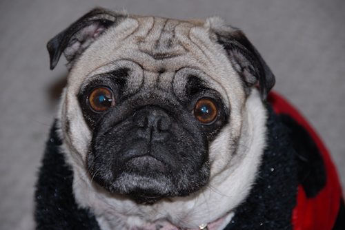 Rio and Sheba Lady Pugs - Happy Halloween - October 31 2007!