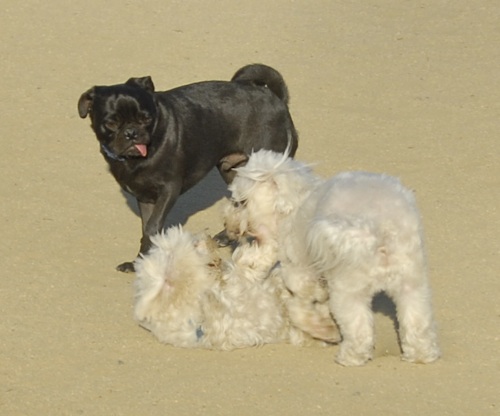 Mountain View Dog Park May 20, 2007
