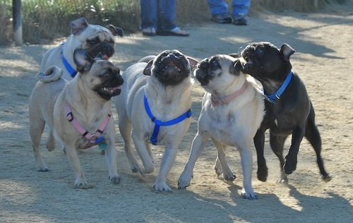 Rio and Sheba at the Mountain View Dog Park - October 21 2007!