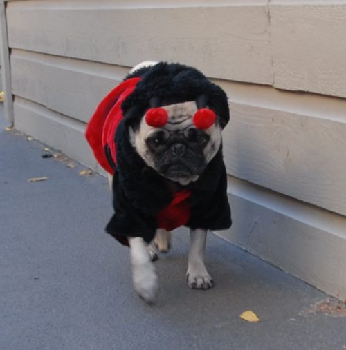 Rio and Sheba Lady Pugs - Happy Halloween - October 31 2007!