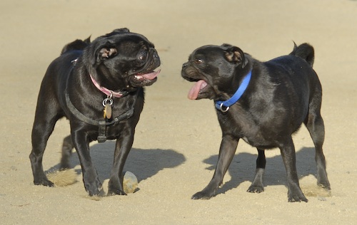 Mountain View Dog Park May 20, 2007