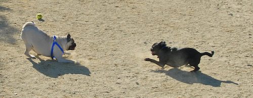 Rio and Sheba at the Mountain View Dog Park - October 21 2007!