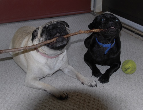 Rio & Sheba Share a Stick
