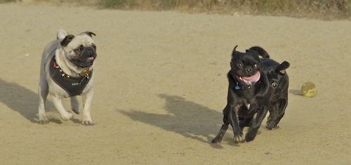 June 3, 2007 Mountain View Dog Park