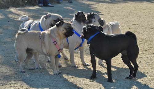Rio and Sheba at the Mountain View Dog Park - October 21 2007!