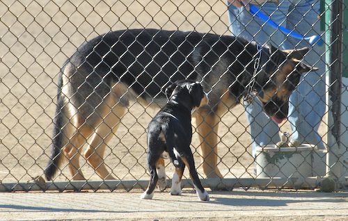 Rio and Sheba at the Mountain View Dog Park - October 21 2007!