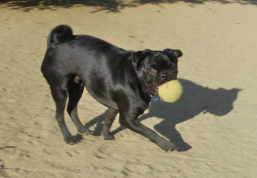 June 17, 2007 Mountain View Dog Park