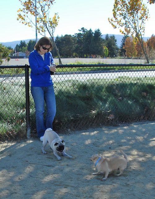 Rio and Sheba at the Mountain View Dog Park - October 21 2007!