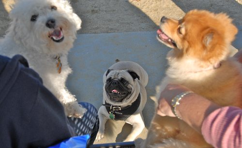 Rio and Sheba return to the Mountain View Dog Park for Fun!