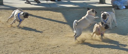 Rio and Sheba at the Mountain View Dog Park - October 21 2007!