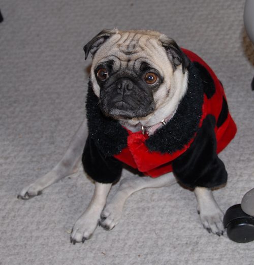 Rio and Sheba Lady Pugs - Happy Halloween - October 31 2007!