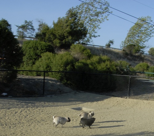 Mountain View Dog Park May 20, 2007