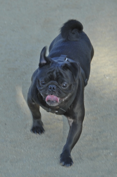 June 17, 2007 Mountain View Dog Park