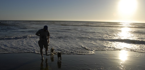 Puppy Play at Ocean Beach