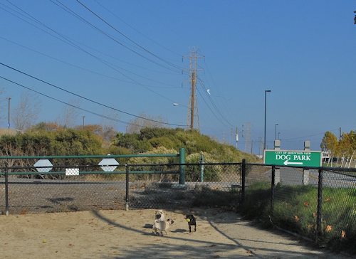 Rio and Sheba return to the Mountain View Dog Park for Fun!