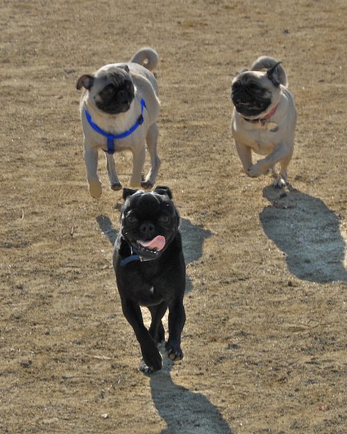 Rio and Sheba return to the Mountain View Dog Park for Fun!