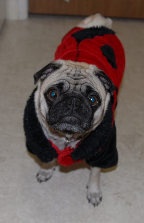 Rio and Sheba Lady Pugs - Happy Halloween - October 31 2007!