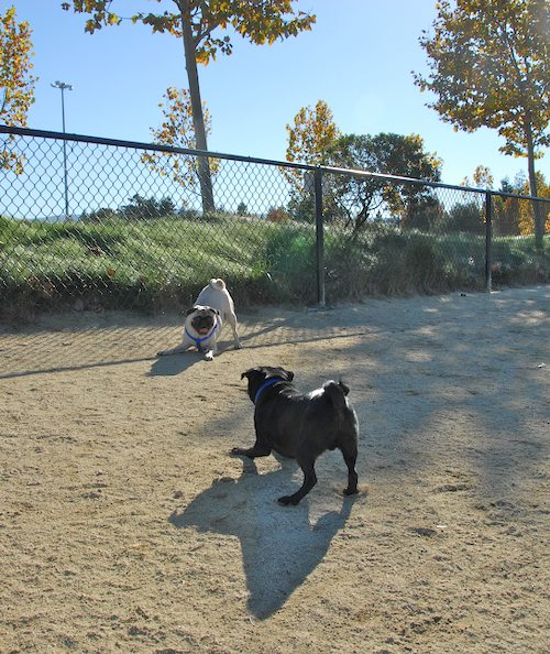 Rio and Sheba at the Mountain View Dog Park - October 21 2007!