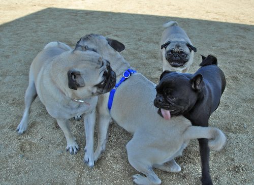 Rio and Sheba return to the Mountain View Dog Park for Fun!