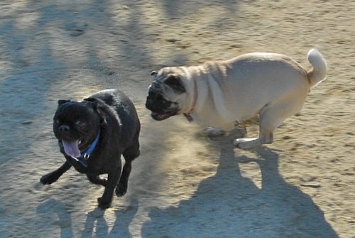 Rio and Sheba at the Mountain View Dog Park - October 21 2007!