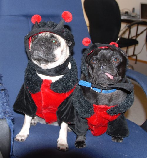 Rio and Sheba Lady Pugs - Happy Halloween - October 31 2007!