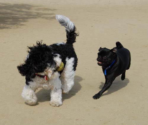 Mountain View Dog Park - March 25, 2007
